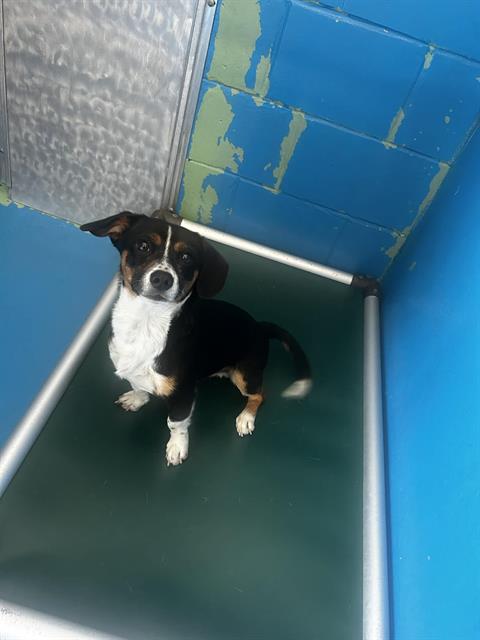 A168115 - Terrier / Chihuahua available for adoption