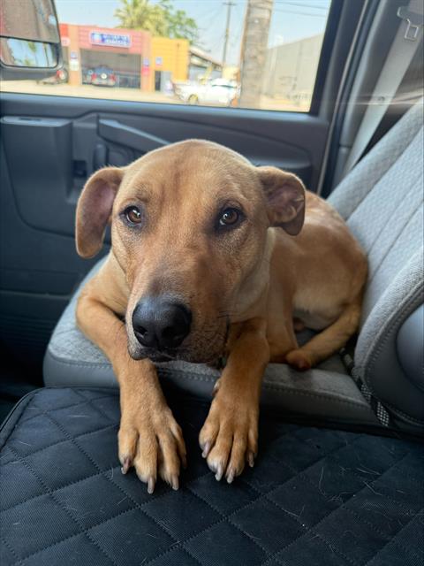 SCOOBY, an adoptable Rhodesian Ridgeback in Bakersfield, CA