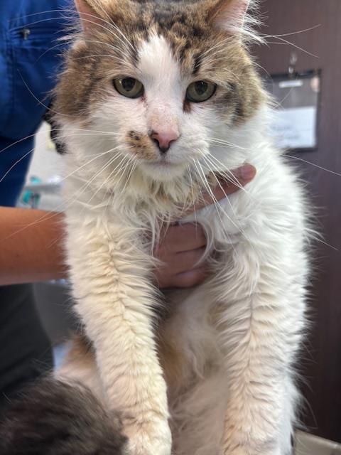 A168234 - Domestic Medium Hair available for adoption