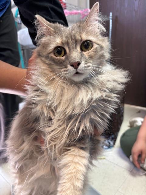 A168235 - Domestic Long Hair available for adoption