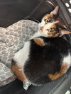 A168243 - Photo 1