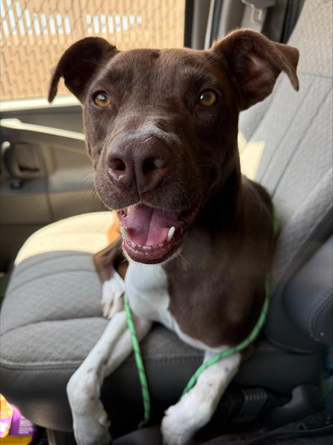 AXEL, an adoptable Australian Kelpie in Bakersfield, CA