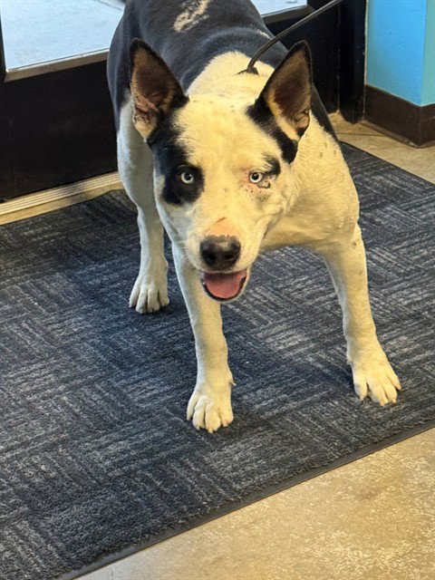 A168182, an adoptable Australian Cattle Dog in Bakersfield, CA