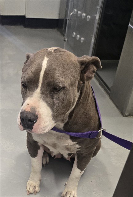 A168151, an adoptable Pit Bull Terrier in Bakersfield, CA