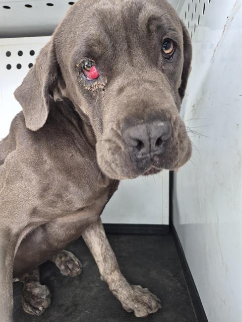 A168190, an adoptable Pit Bull Terrier in Bakersfield, CA