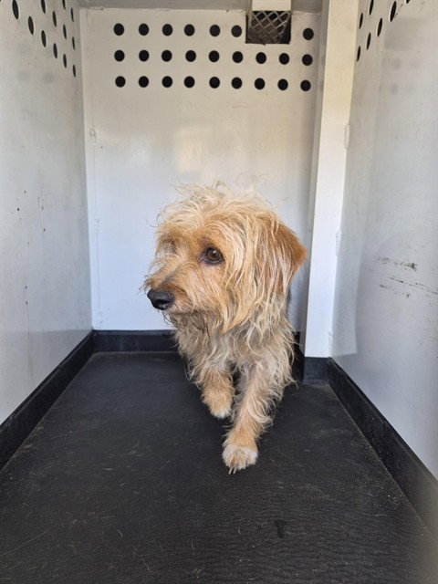 A168079, an adoptable Yorkshire Terrier Yorkie in Bakersfield, CA