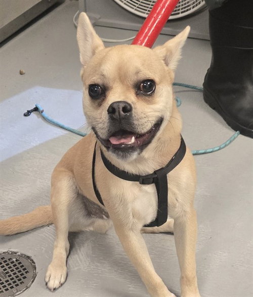BUSTER, an adoptable Chihuahua in Bakersfield, CA