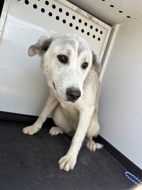 A168209, an adoptable Siberian Husky in Bakersfield, CA