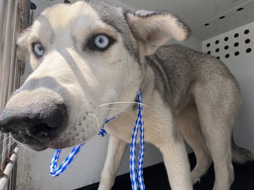 A168216, an adoptable Siberian Husky in Bakersfield, CA