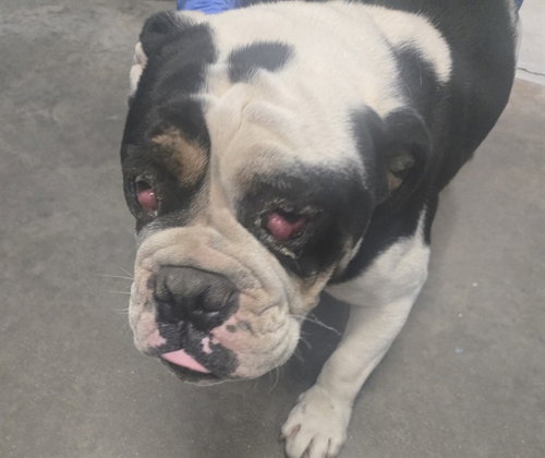 A168141, an adoptable Bulldog in Bakersfield, CA