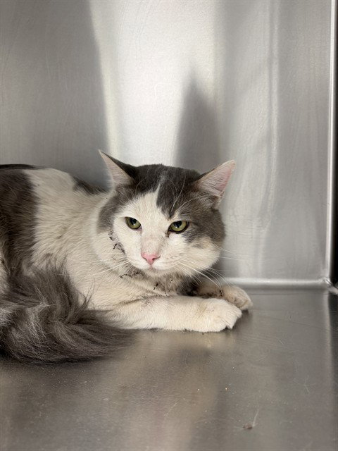 A168404, an adoptable Domestic Medium Hair in Bakersfield, CA