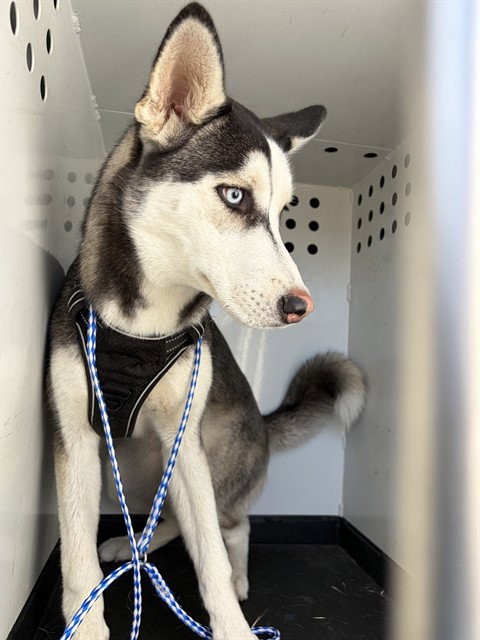 A167916, an adoptable Siberian Husky in Bakersfield, CA