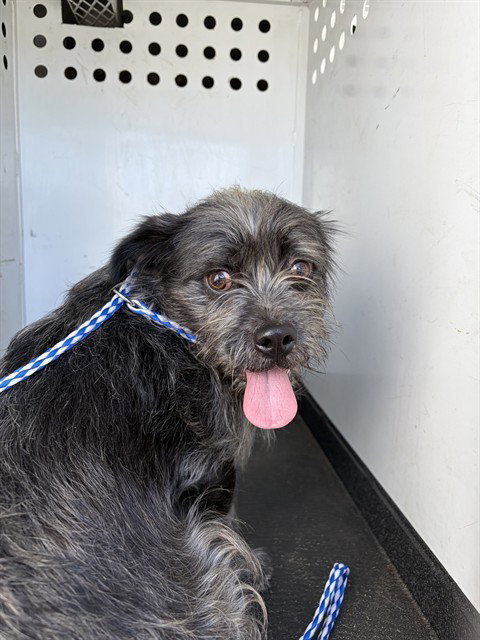 A168306, an adoptable Terrier in Bakersfield, CA