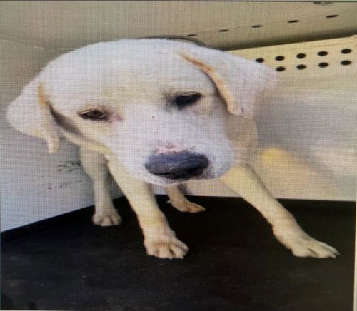 TITUS, an adoptable Great Pyrenees in Bakersfield, CA