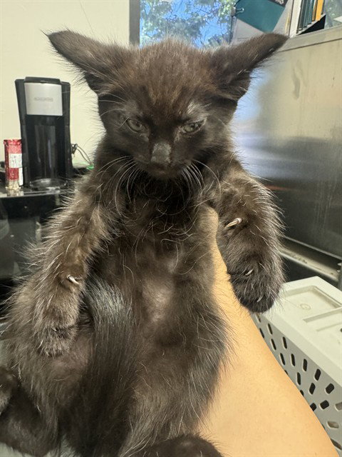 A168505, an adoptable Domestic Medium Hair in Bakersfield, CA