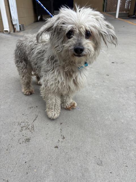 A168403, an adoptable Poodle in Bakersfield, CA