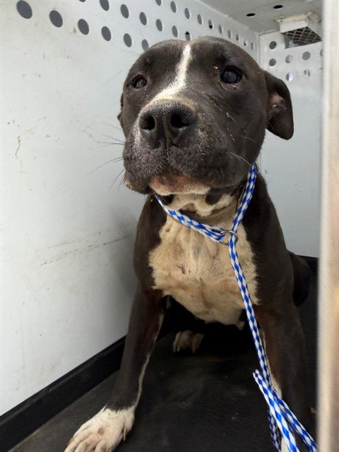 A168417, an adoptable Pit Bull Terrier in Bakersfield, CA
