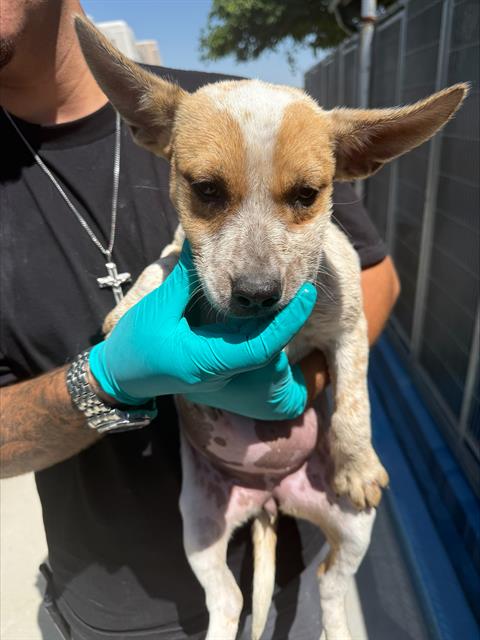 A168477, an adoptable Queensland Heeler in Bakersfield, CA