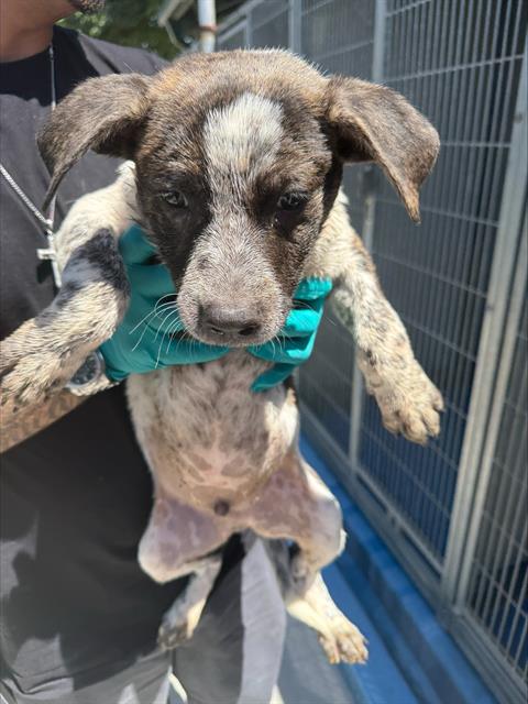 A168478, an adoptable Queensland Heeler in Bakersfield, CA