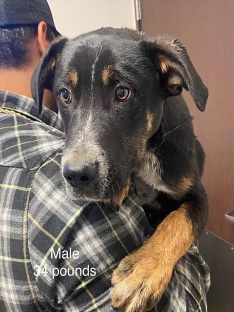 A168552, an adoptable Queensland Heeler in Bakersfield, CA