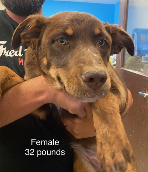 A168554, an adoptable Queensland Heeler in Bakersfield, CA
