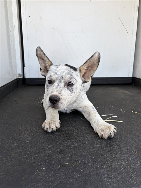 A168488, an adoptable Queensland Heeler in Bakersfield, CA