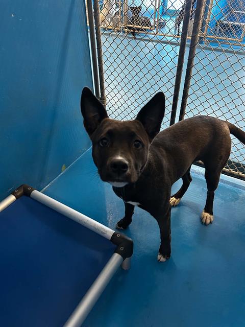 A168546, an adoptable Border Collie in Bakersfield, CA