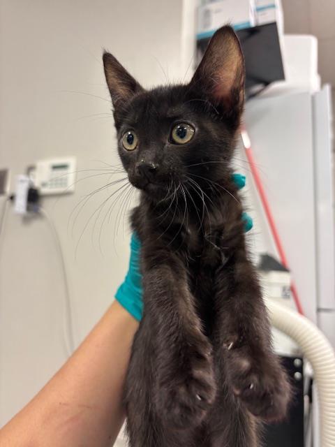A168672, an adoptable Domestic Short Hair in Bakersfield, CA