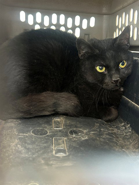 A168709, an adoptable Domestic Short Hair in Bakersfield, CA