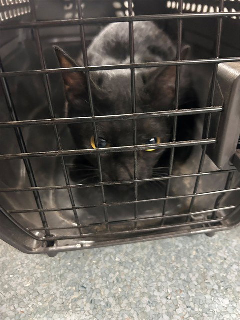A168712, an adoptable Domestic Short Hair in Bakersfield, CA