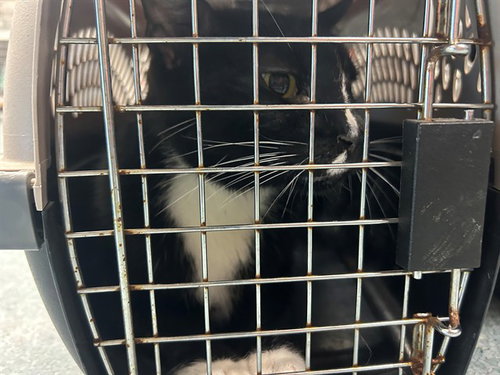 A168713, an adoptable Domestic Short Hair in Bakersfield, CA