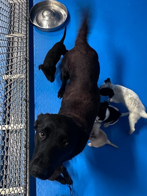 A167390, an adoptable Labrador Retriever in Bakersfield, CA