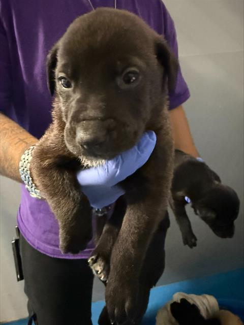 A168090, an adoptable Labrador Retriever in Bakersfield, CA