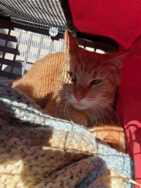 A168246, an adoptable Domestic Short Hair in Bakersfield, CA