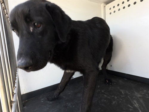 A168606, an adoptable Labrador Retriever in Bakersfield, CA