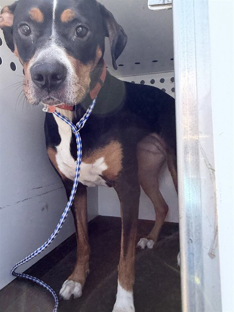 A168612, an adoptable Rottweiler in Bakersfield, CA