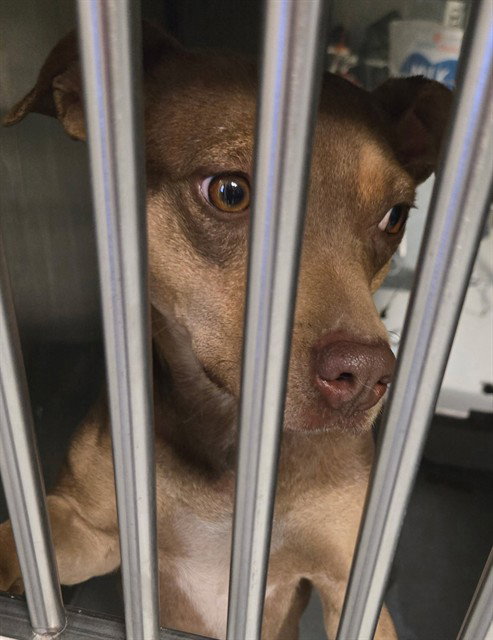 A168640, an adoptable Australian Kelpie in Bakersfield, CA