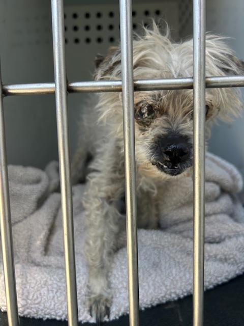 A168658, an adoptable Maltese in Bakersfield, CA