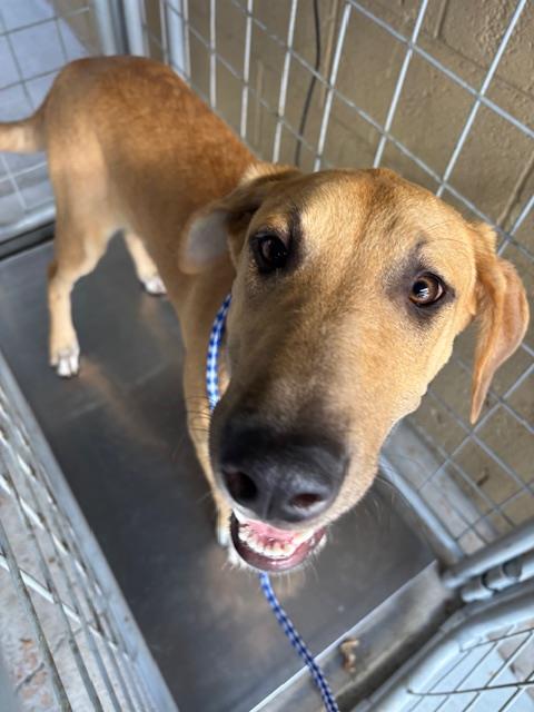 A168660, an adoptable Great Dane in Bakersfield, CA