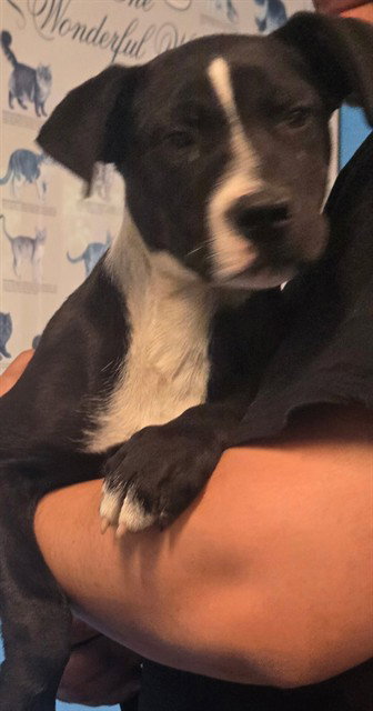 A168802