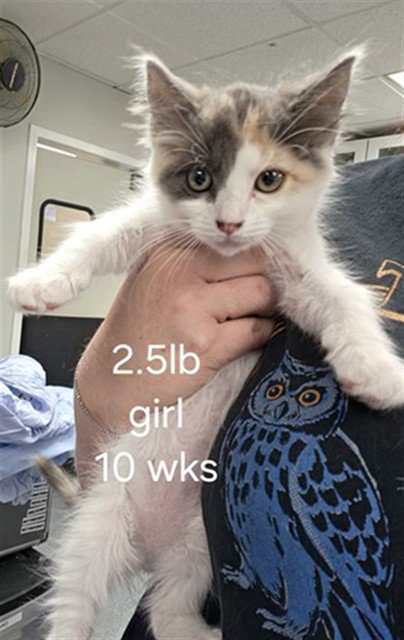 A169265