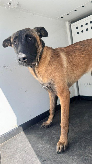 CANELA