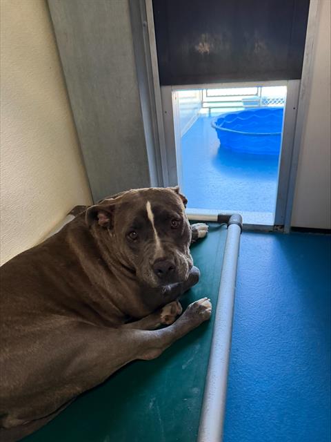 KELCE — rescue dog of the day