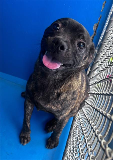 ZEUS, an adoptable Boxer in Bakersfield, CA