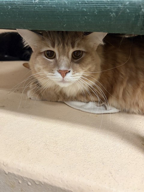CANELO