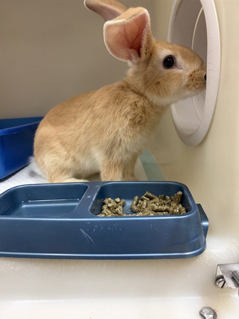 RABBITTE