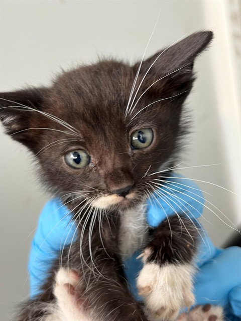 TUX, Baby Domestic Short Hair (medium coat), cat for adoption in Bakersfield, California