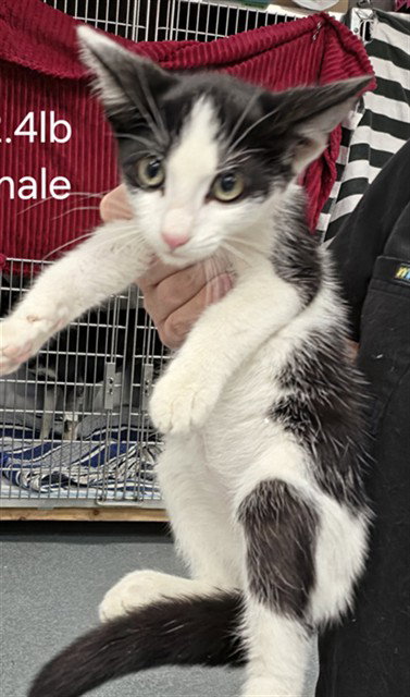 A169630, Baby Domestic Short Hair (medium coat), cat for adoption in Bakersfield, California