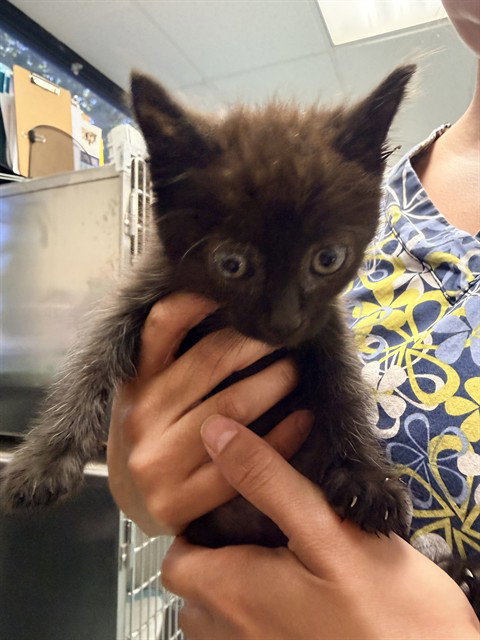 A169444, Baby Domestic Short Hair (medium coat), cat for adoption in Bakersfield, California