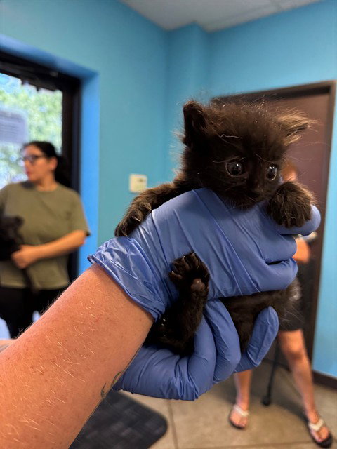 A168728, Baby Domestic Long Hair (medium coat), cat for adoption in Bakersfield, California
